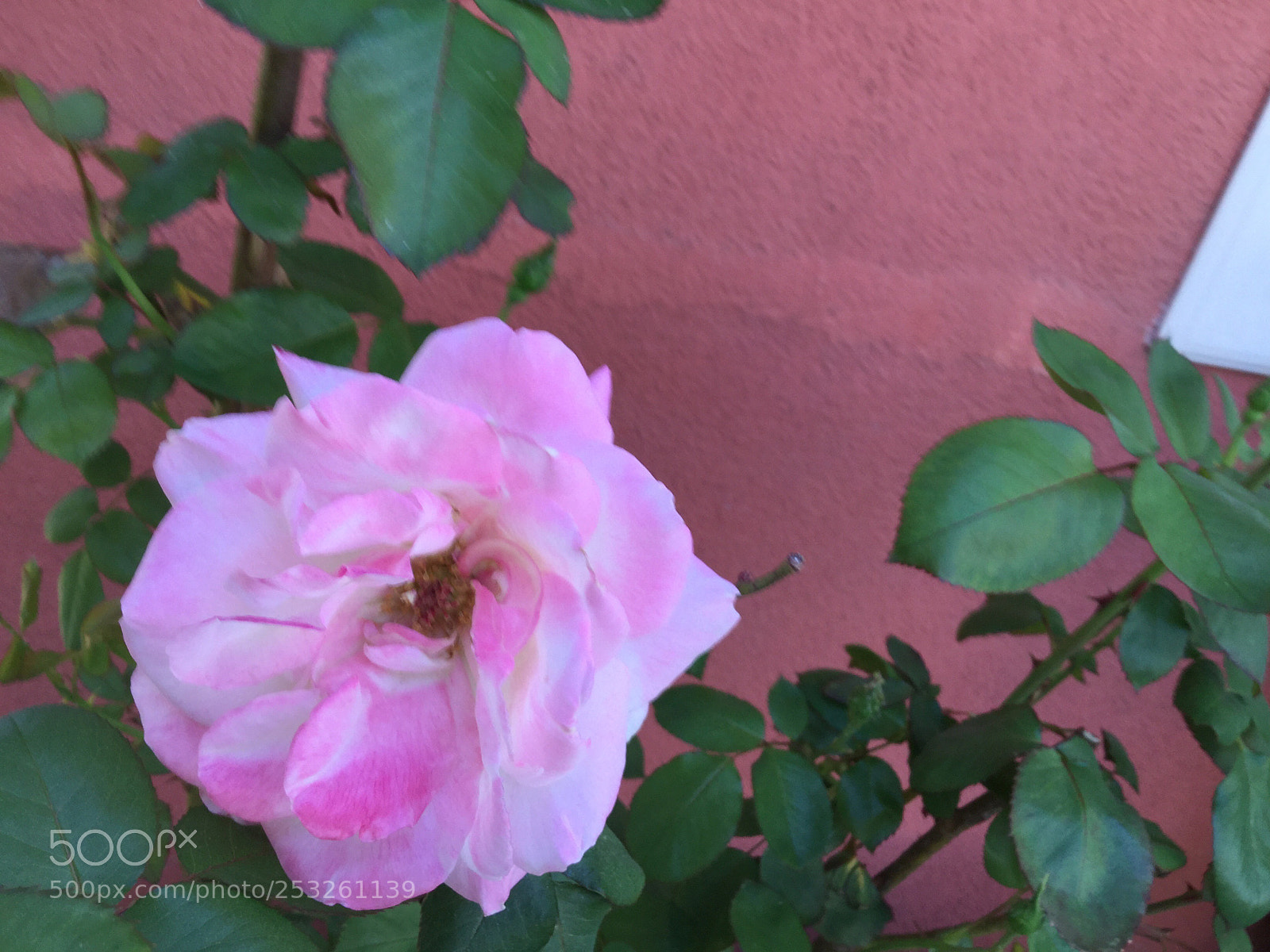 Apple iPod touch sample photo. Pink rose photography