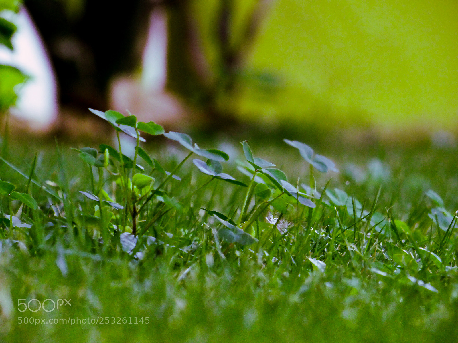 Sony DSC-HX200V sample photo. Leafy clover photography