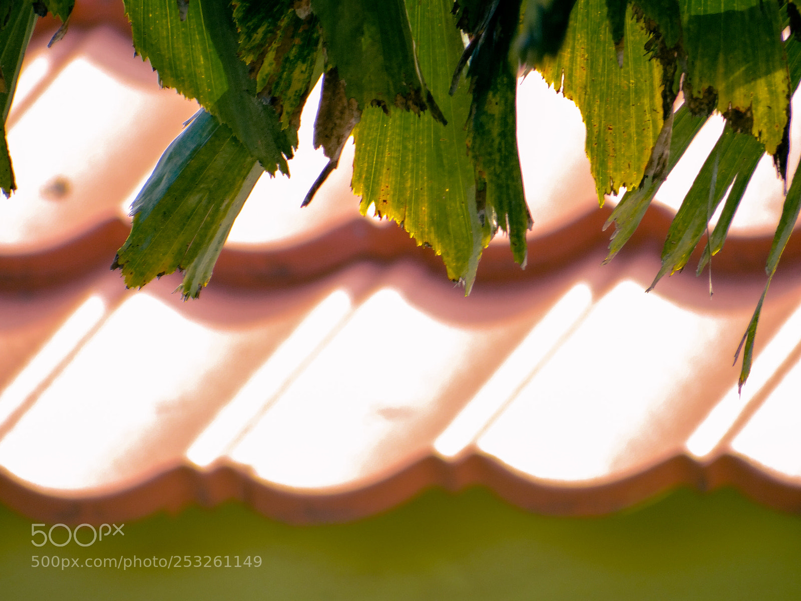Sony DSC-HX200V sample photo. Leafy roof photography