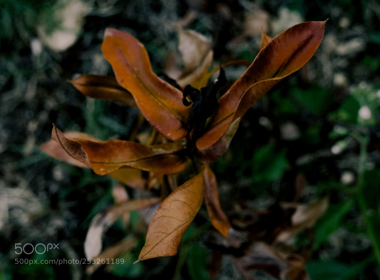 Sony DSC-HX200V sample photo. Withered life photography