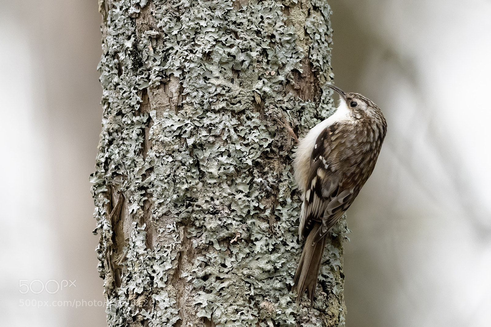 Nikon D850 sample photo. Brown creeper photography