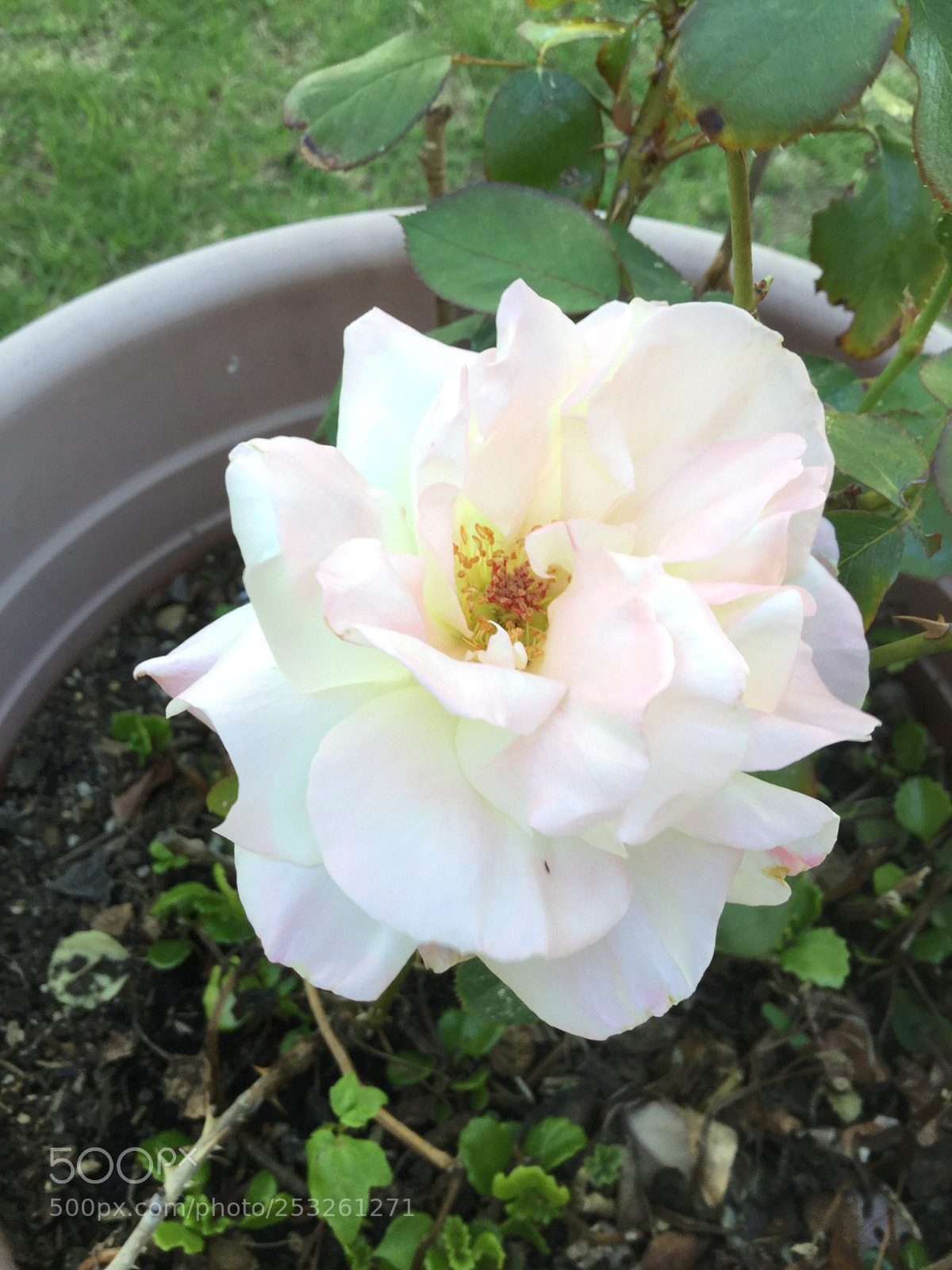 Apple iPod touch sample photo. Nice white rose photography