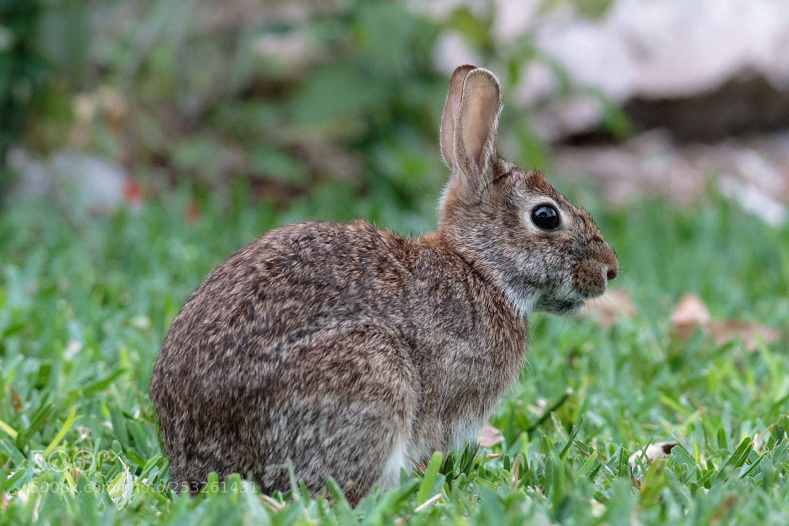 Canon EOS 7D Mark II sample photo. It's a bunny photography