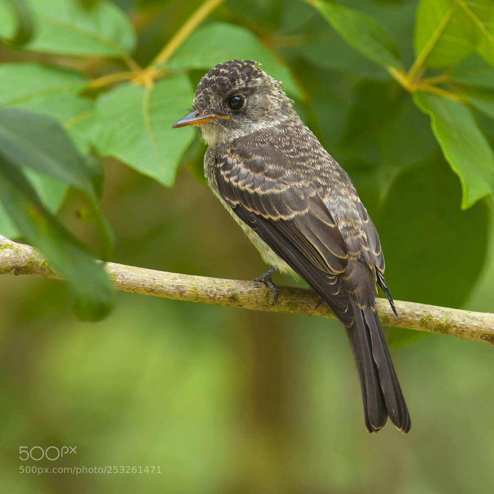 Nikon D5000 sample photo. Tropical pewee photography