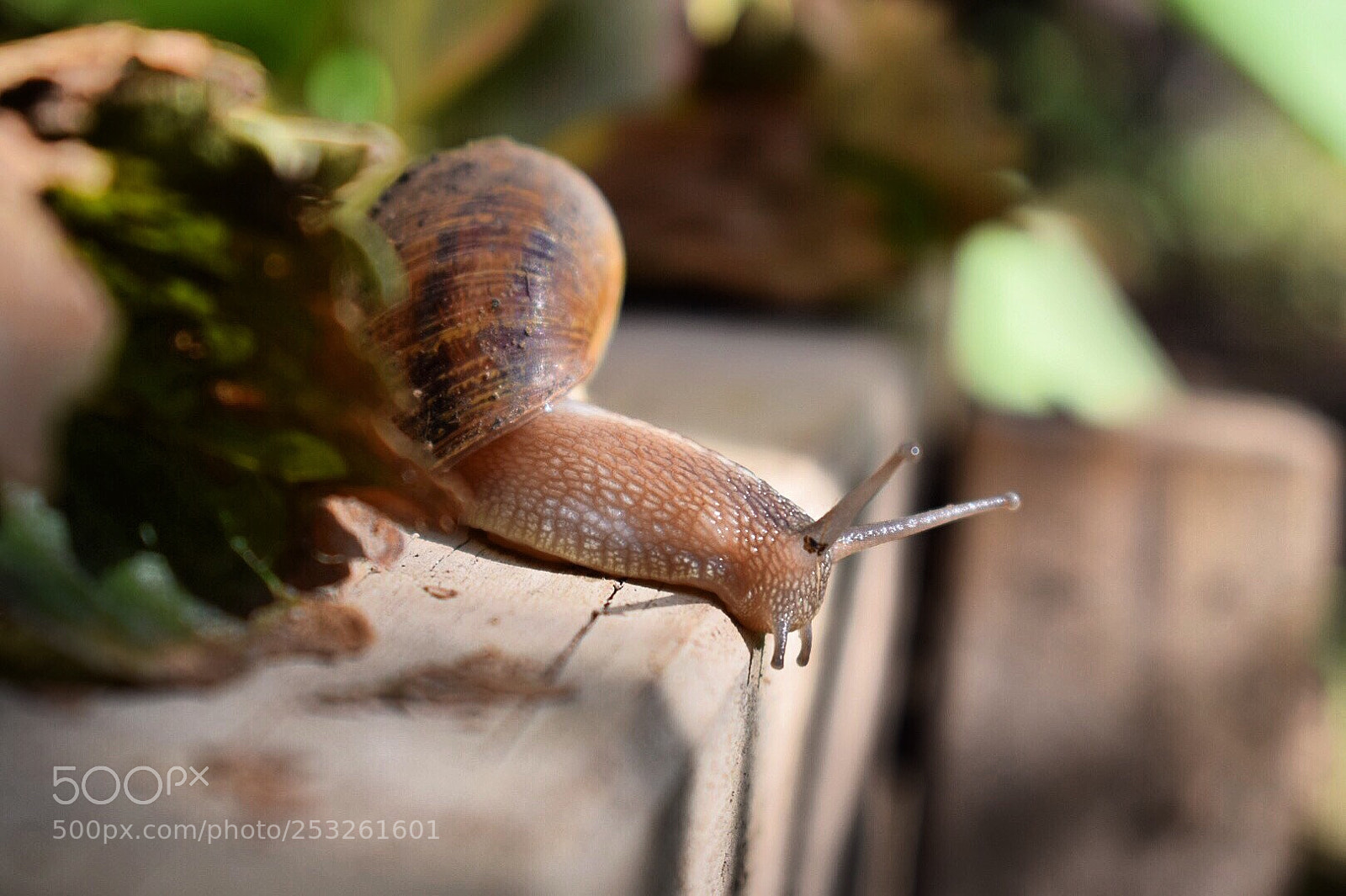 Nikon D5300 sample photo. Snail photography
