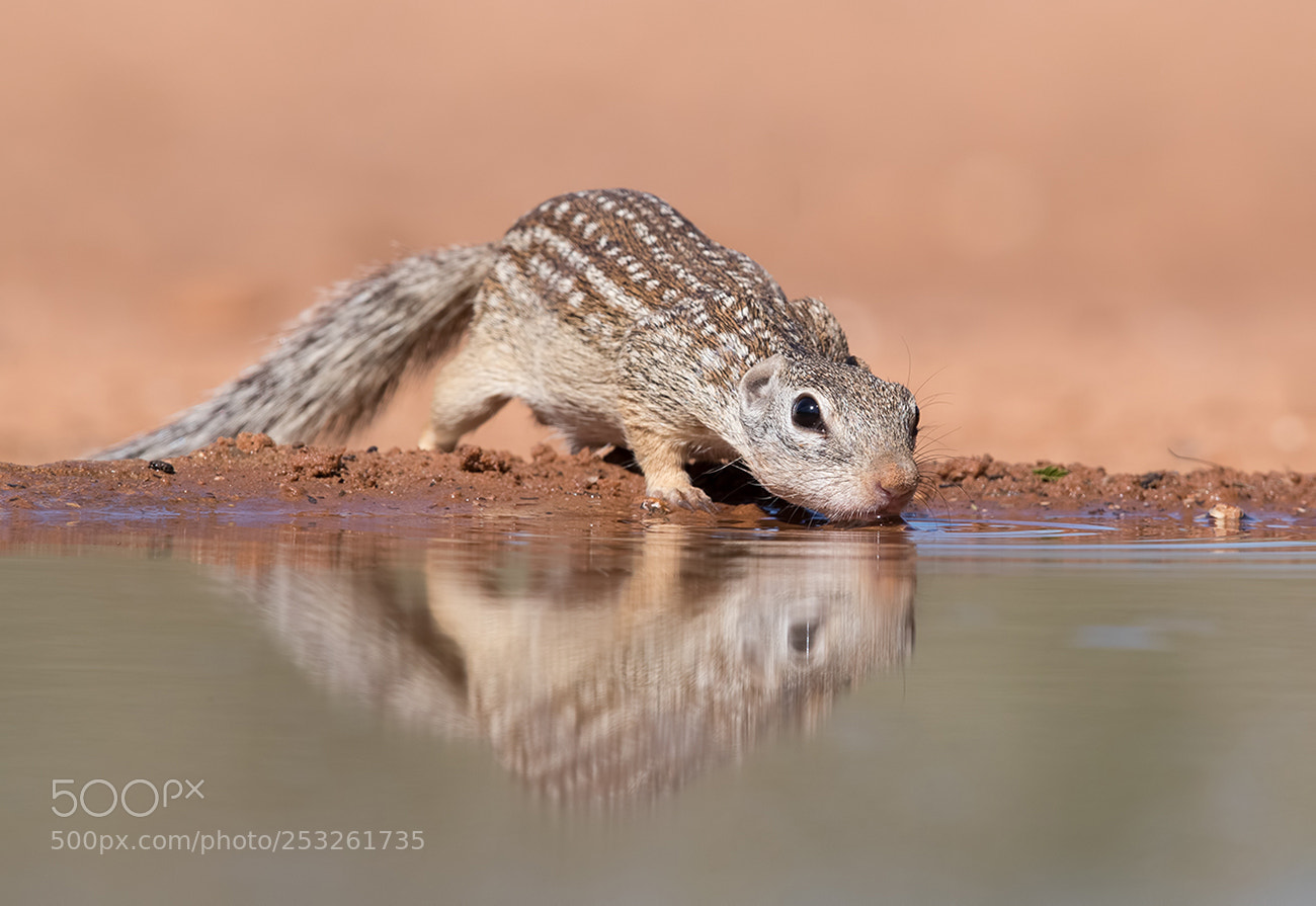 Canon EOS-1D X Mark II sample photo. Mexican ground squirrel photography