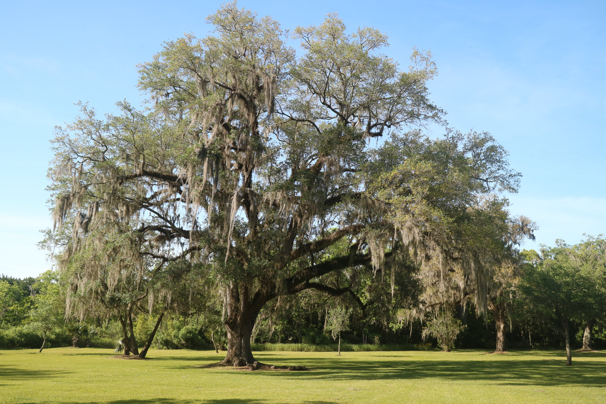 Canon EOS M3 sample photo. On the bayou photography