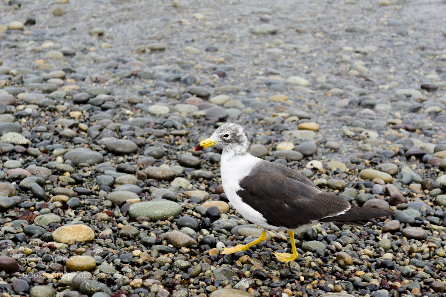 Nikon D5200 sample photo. Rock beach photography