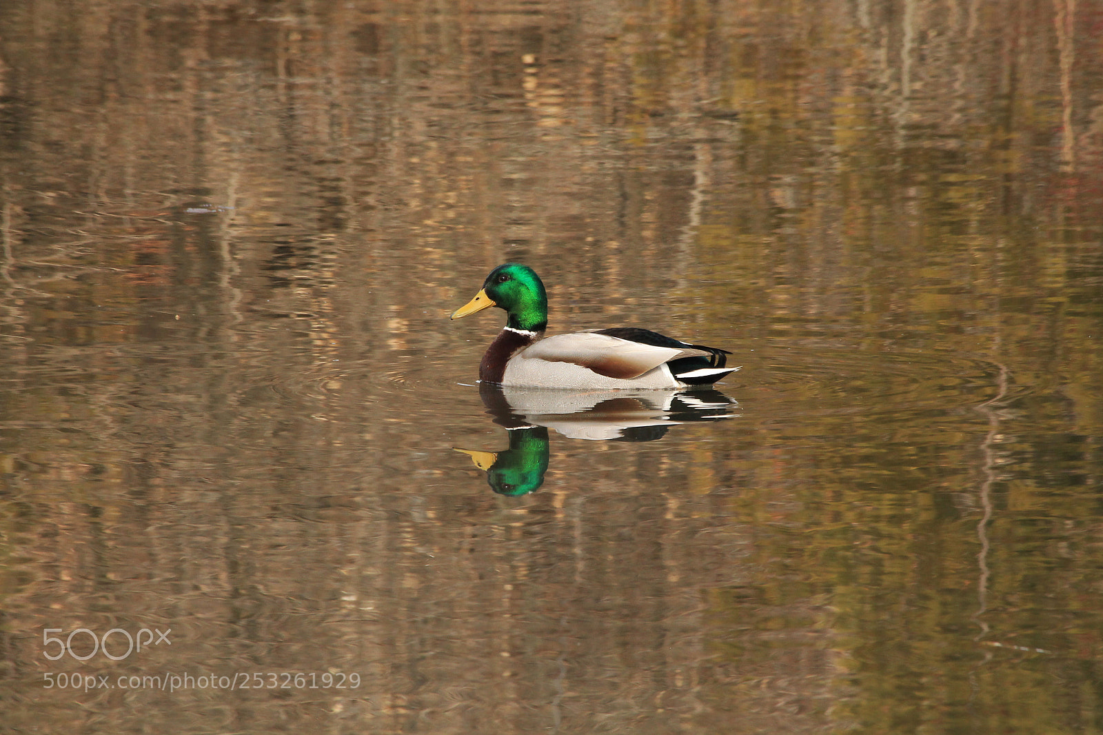 Canon EOS 1100D (EOS Rebel T3 / EOS Kiss X50) sample photo. Mallard duck photography