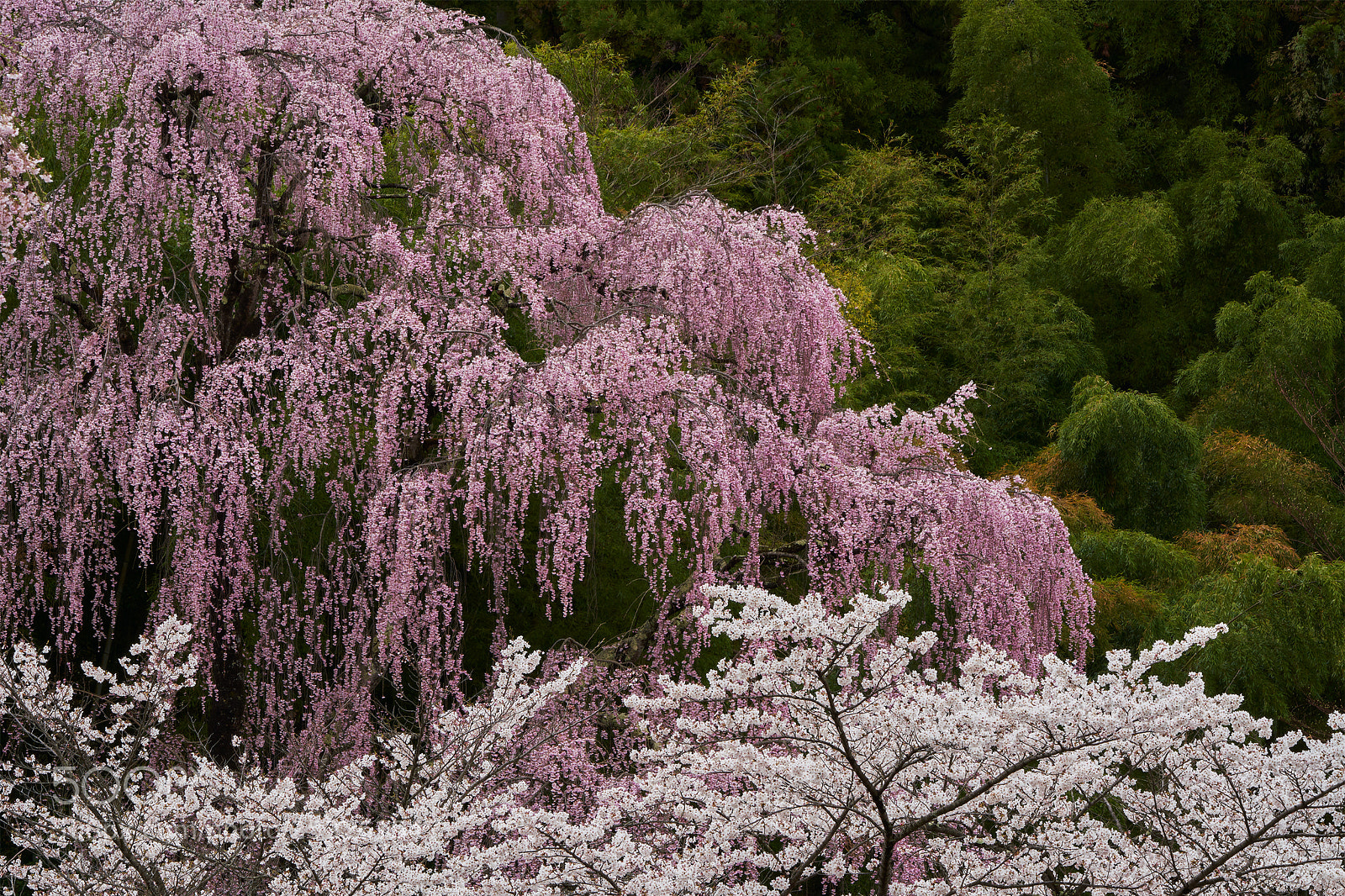 Sony a7R III sample photo. Weeping cherry blossom tree photography