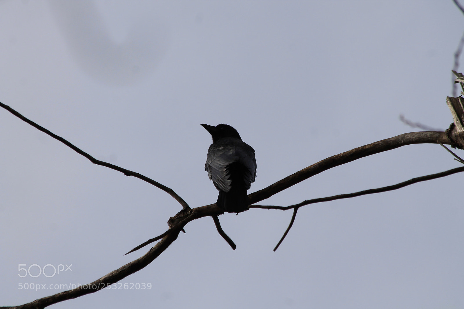 Canon EOS 1100D (EOS Rebel T3 / EOS Kiss X50) sample photo. American crow photography