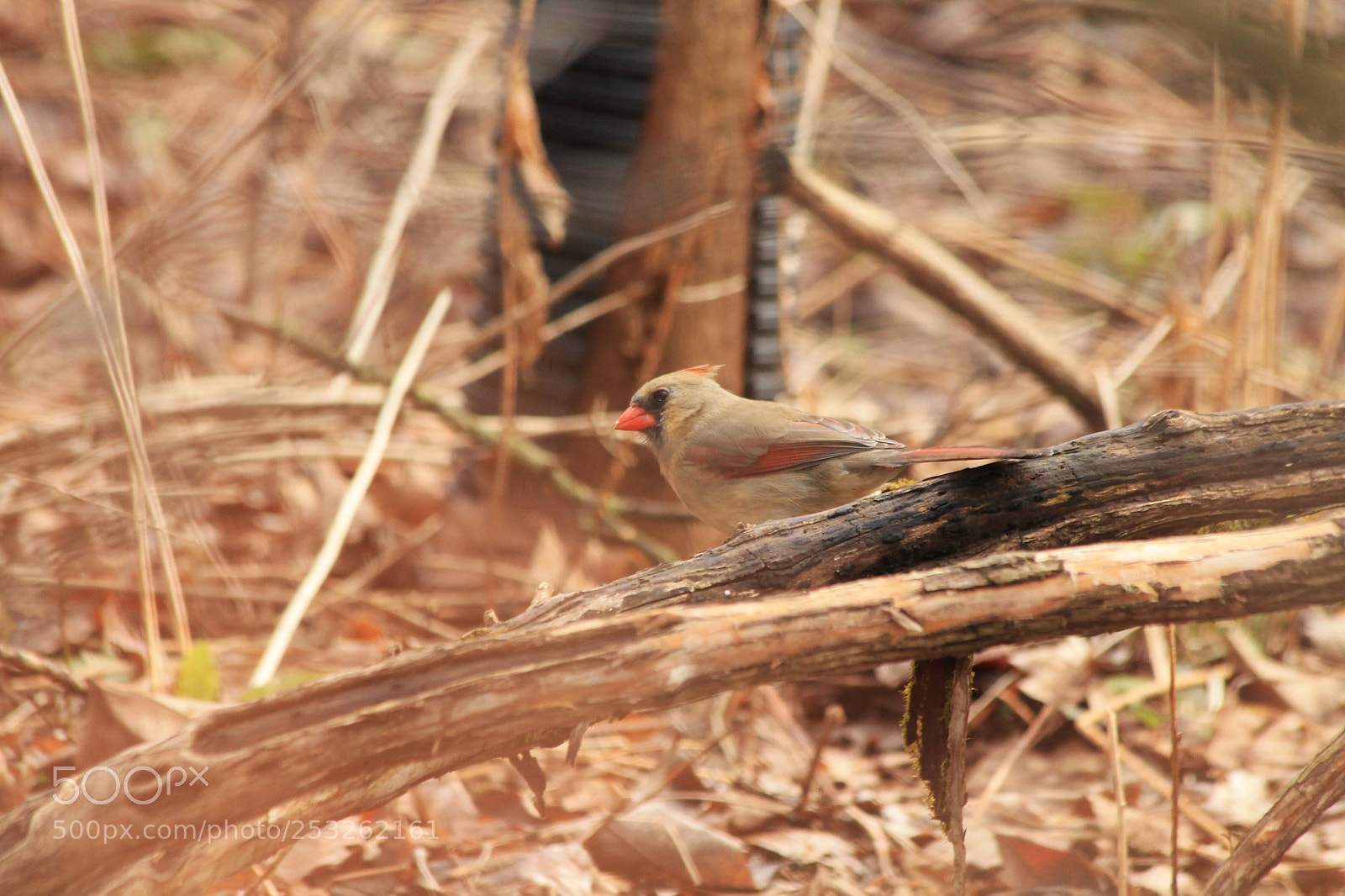 Canon EOS 1100D (EOS Rebel T3 / EOS Kiss X50) sample photo. Northern cardinal photography