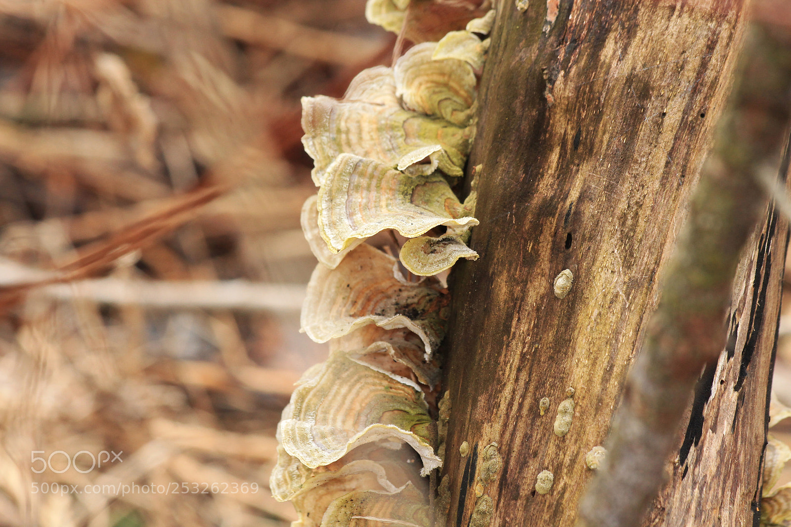 Canon EOS 1100D (EOS Rebel T3 / EOS Kiss X50) sample photo. Fungus photography