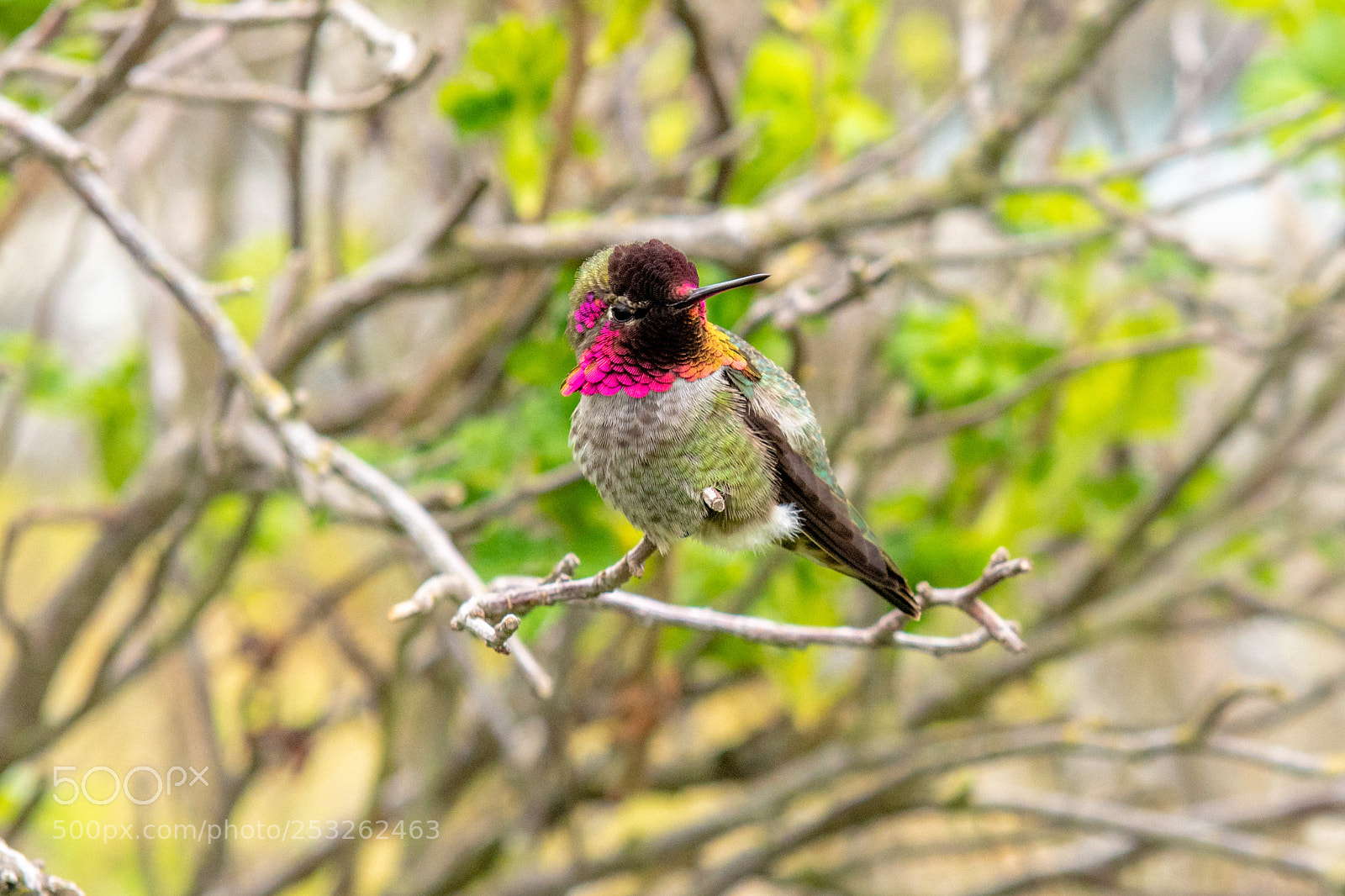 Nikon D850 sample photo. Anna hummingbird photography