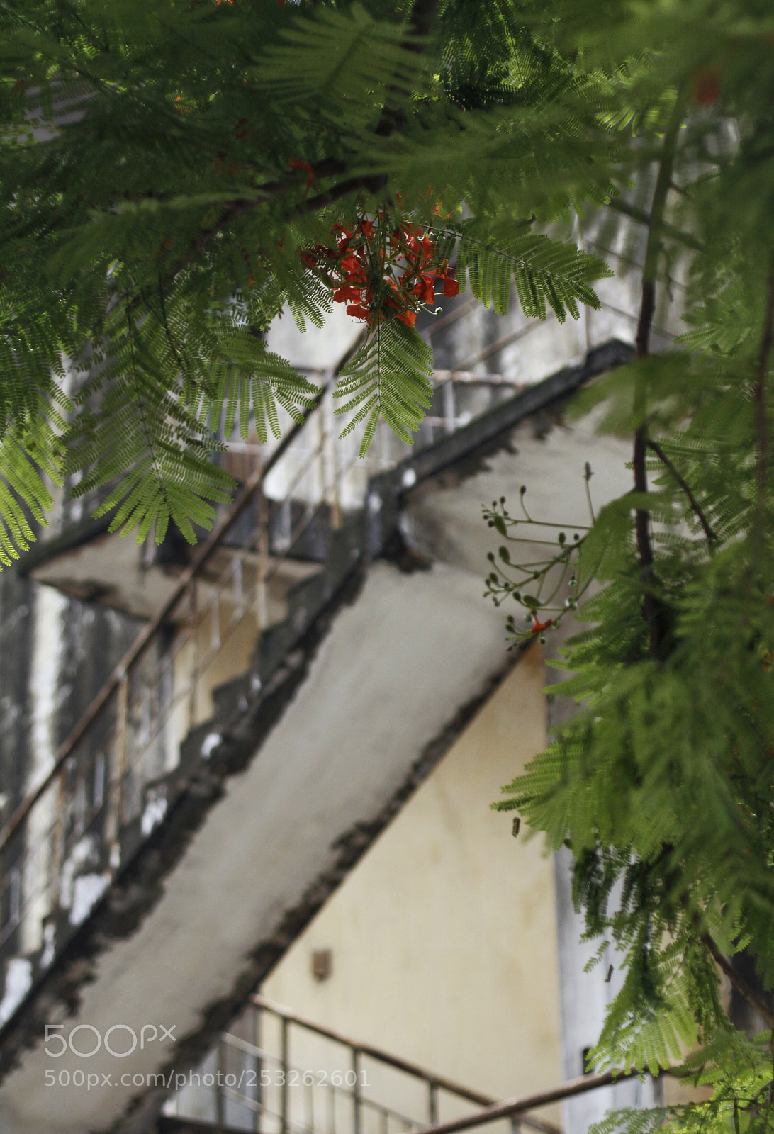 Canon EOS 50D sample photo. Delonix regia photography