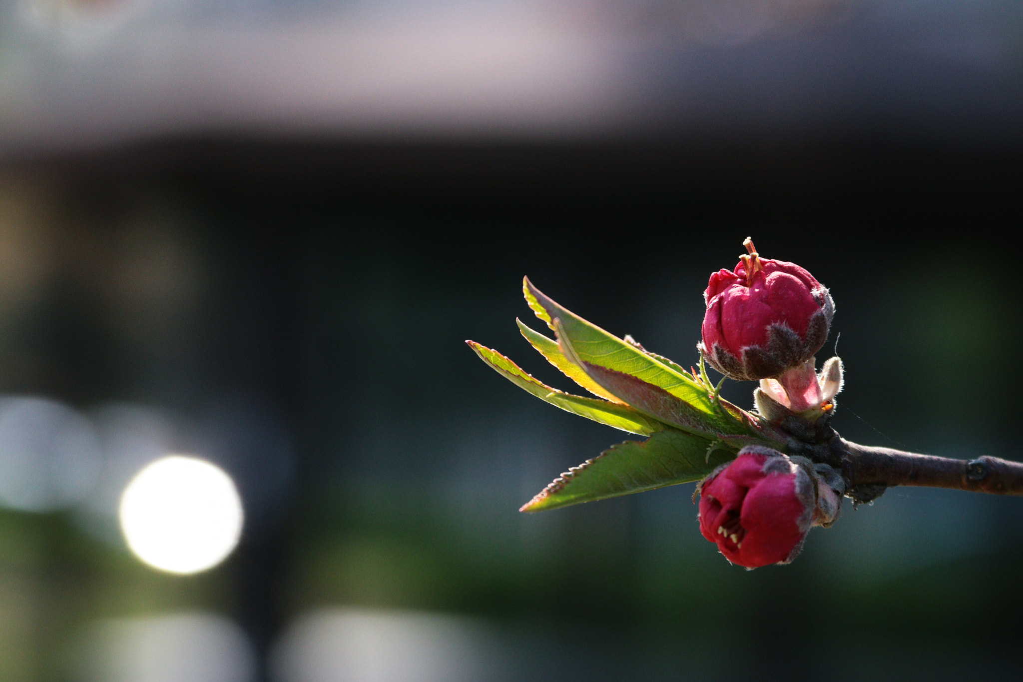 Canon EF-S 18-200mm F3.5-5.6 IS sample photo