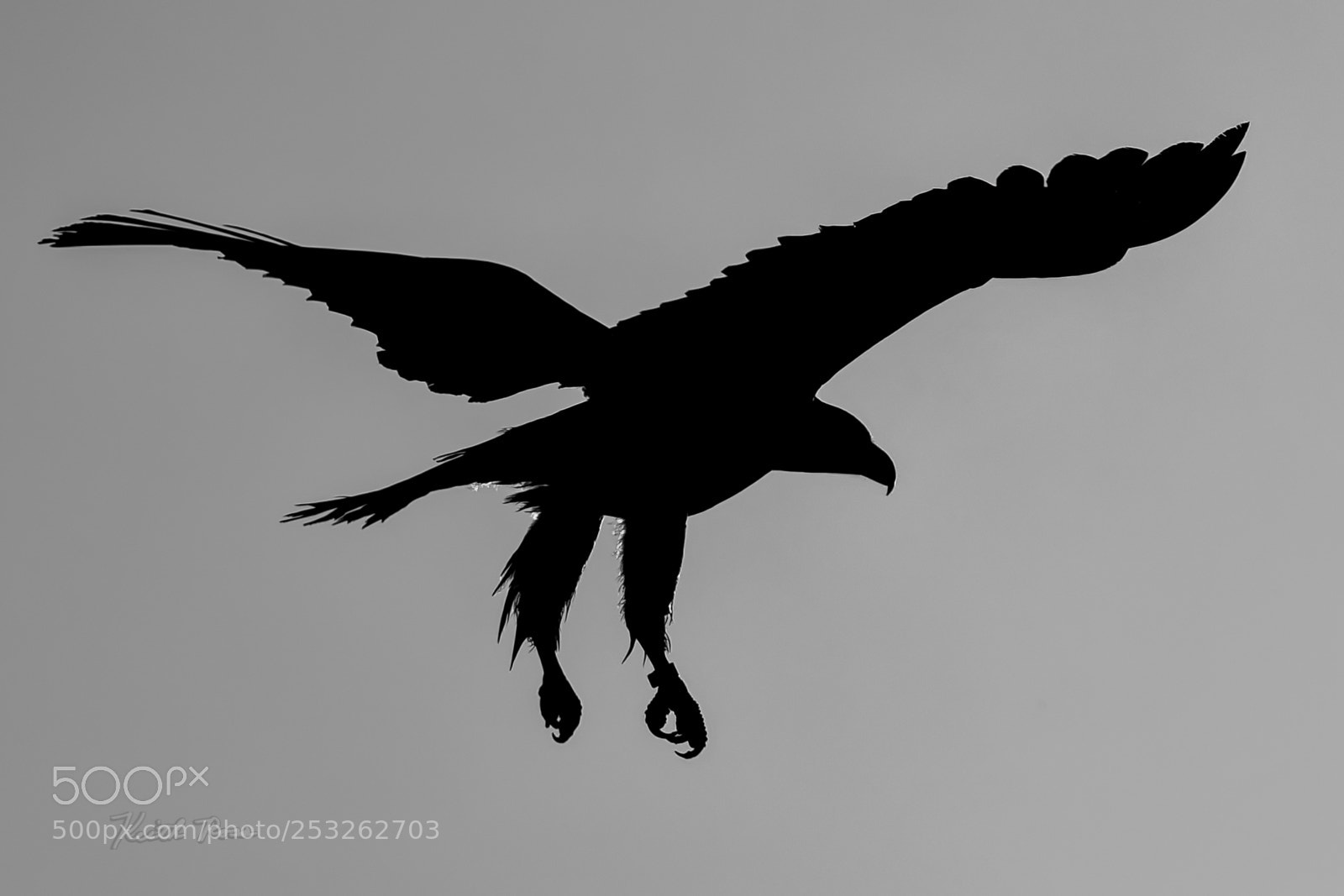 Canon EOS-1D X Mark II sample photo. 618. bald eagle silhouette photography