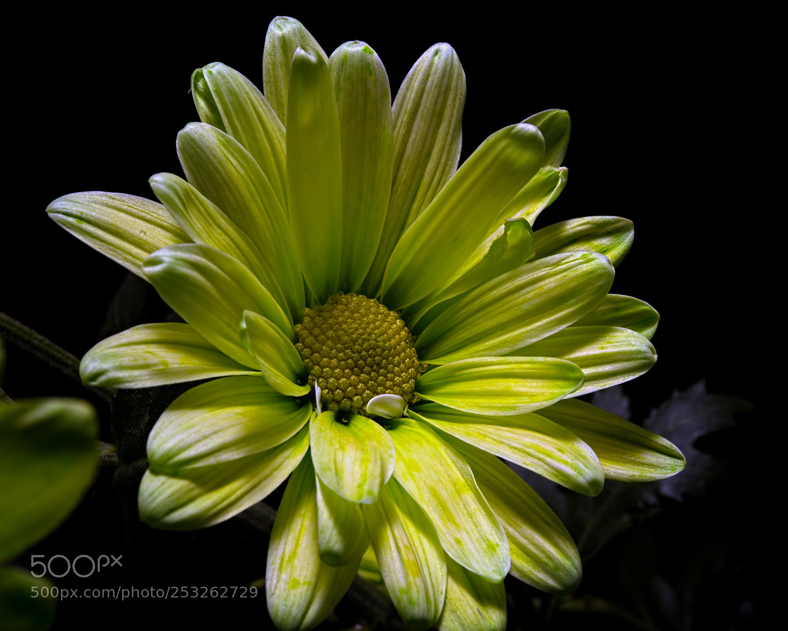 Nikon D810 sample photo. Green daisy 1124 photography