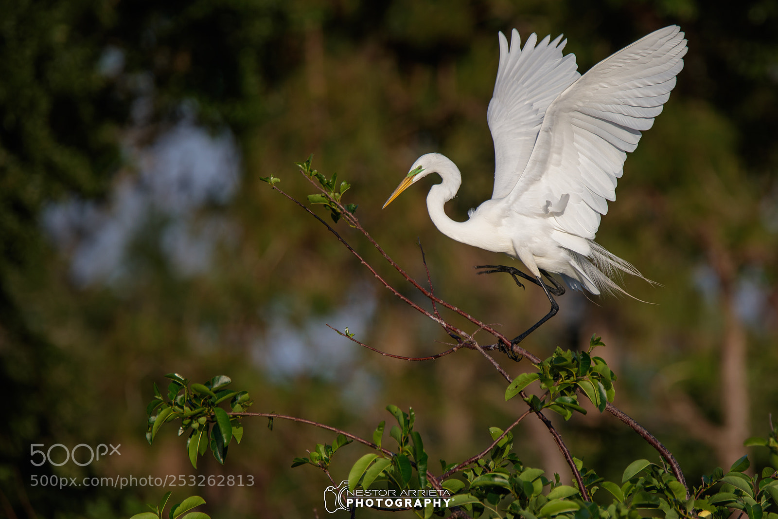 Canon EOS-1D X Mark II sample photo. Ardea photography