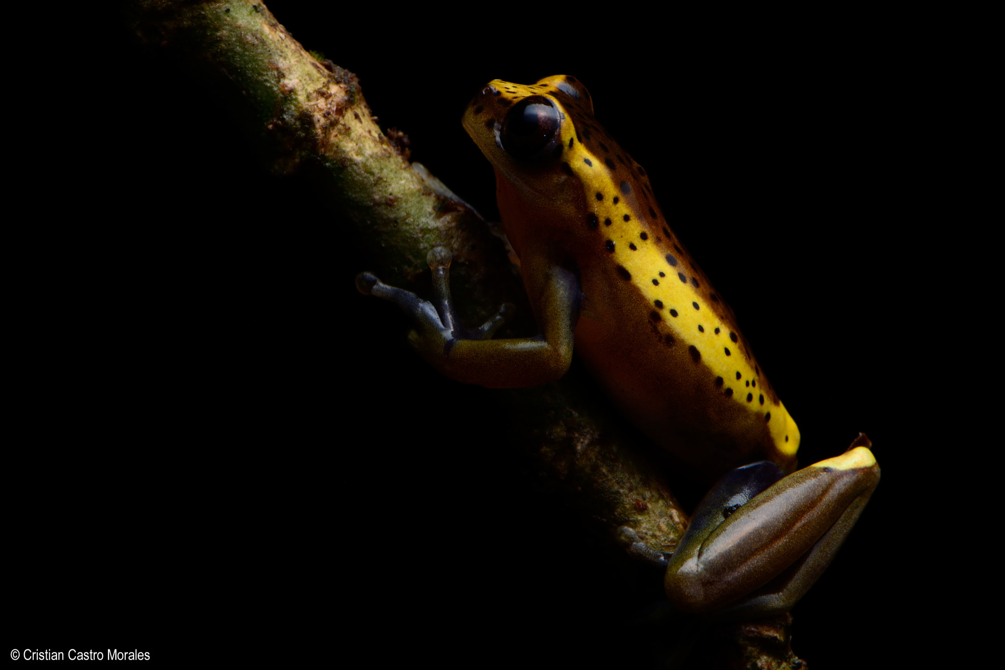 Nikon AF-S DX Micro-Nikkor 85mm F3.5G ED VR sample photo. Dendropsophus manonegra (rivera & orrico, 2013) photography