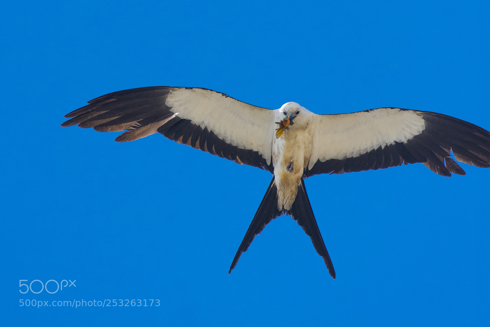 Nikon D7200 sample photo. Swallow-tailed kite photography