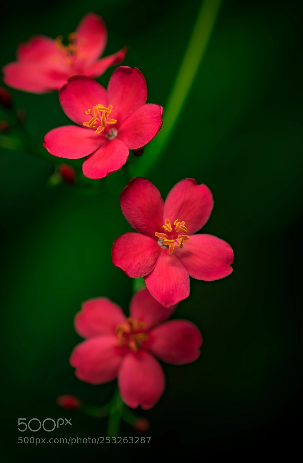 Nikon D500 sample photo. Scavenger hunt rdpastel photography