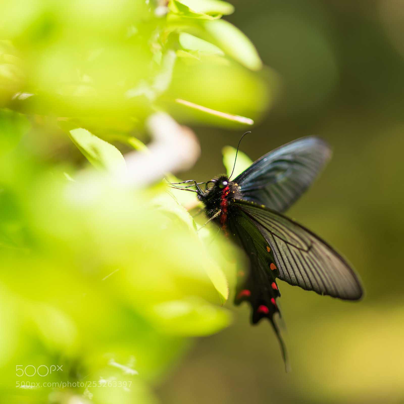 Pentax K-1 sample photo. Papilio protenor photography