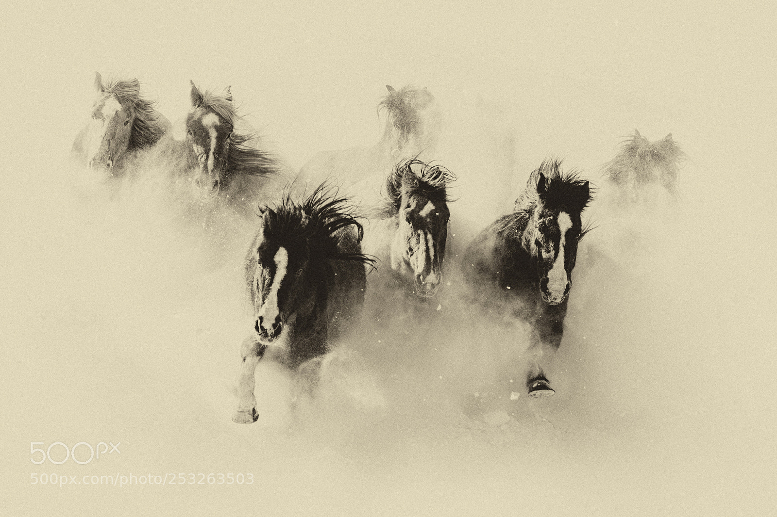 Canon EOS 5D Mark IV sample photo. Eight horses photography