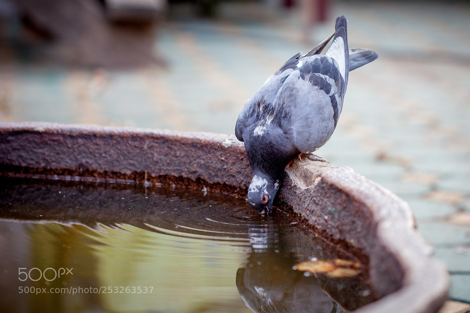 Canon EOS 5D Mark II sample photo. Thirsty pigeon photography