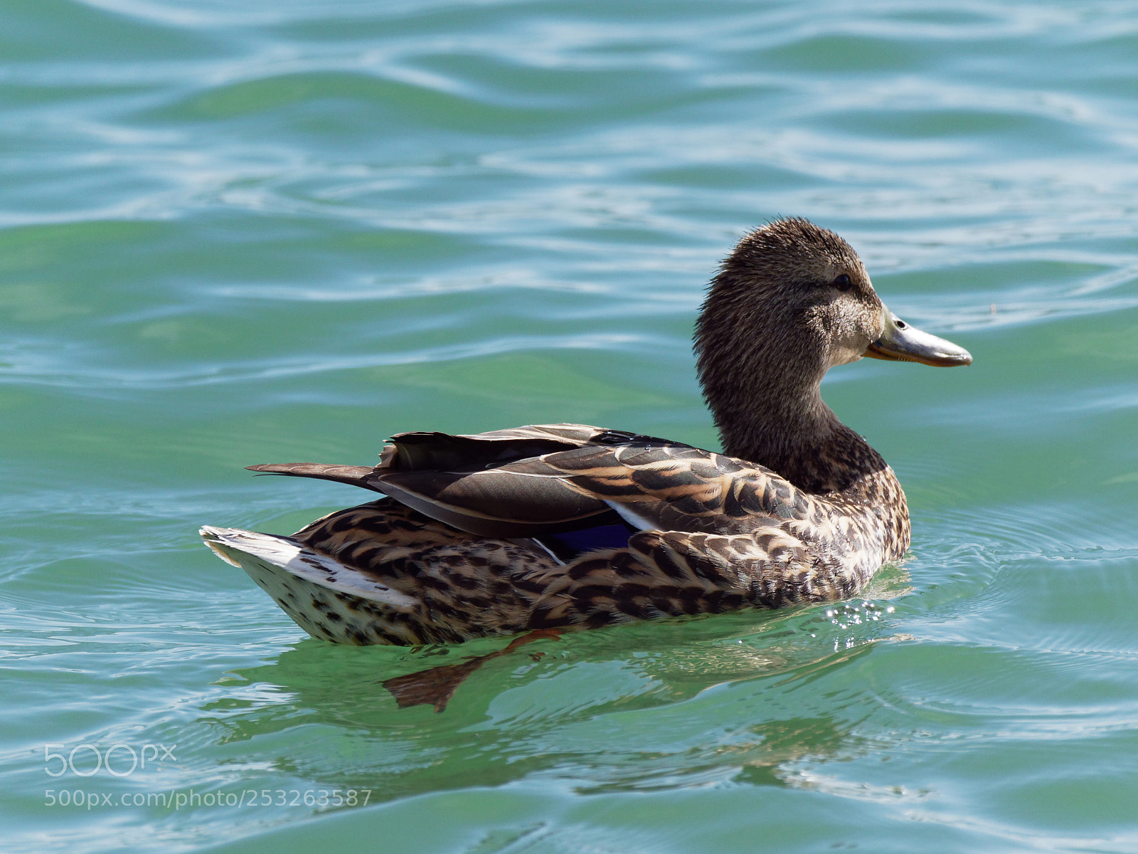 Olympus OM-D E-M1 Mark II sample photo. Olympus digital camera photography