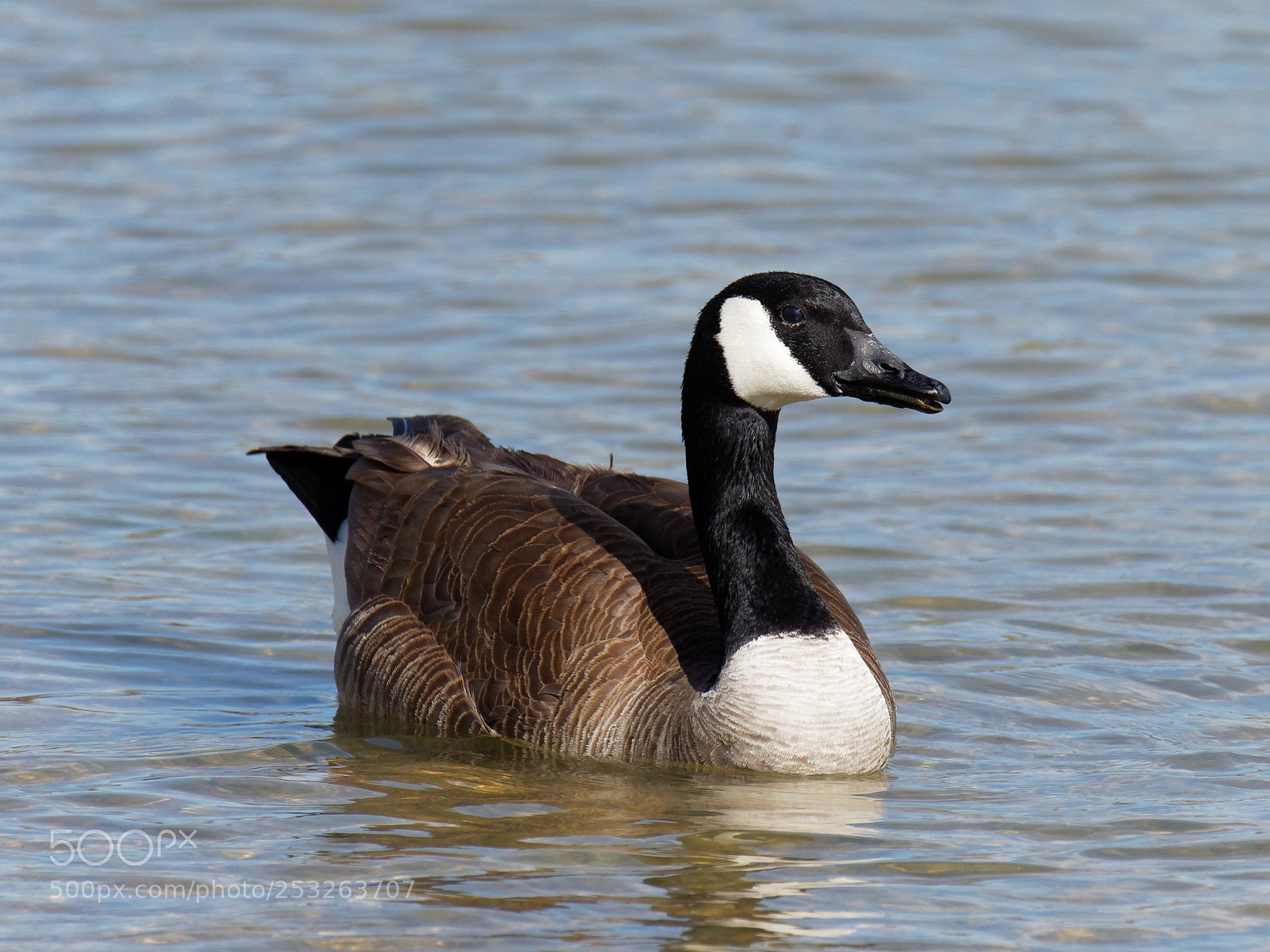Olympus OM-D E-M1 Mark II sample photo. Canada goose swimming in photography