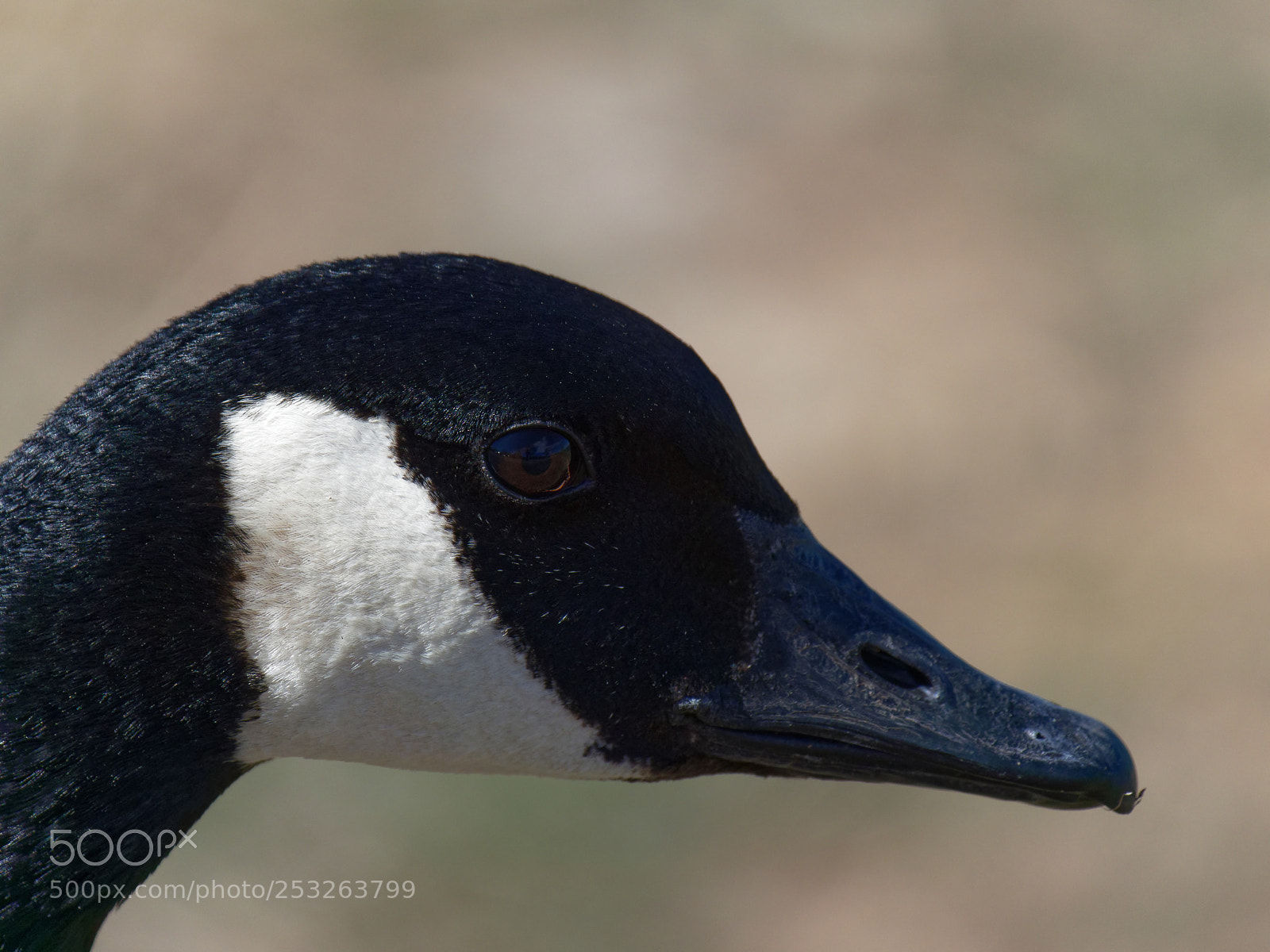 Olympus OM-D E-M1 Mark II sample photo. Closeup portrait of head photography