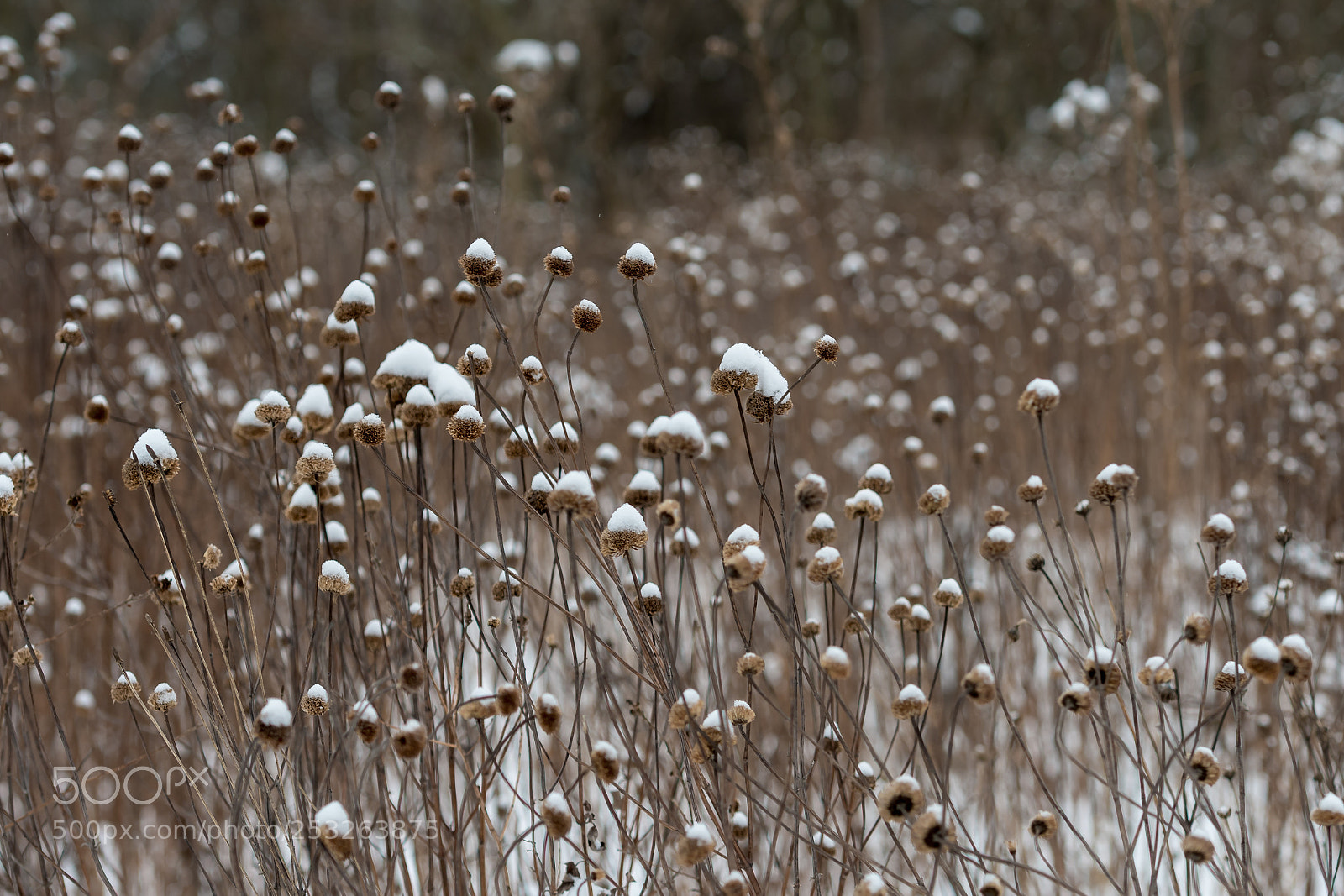 Nikon D500 sample photo. Untitled shoot photography