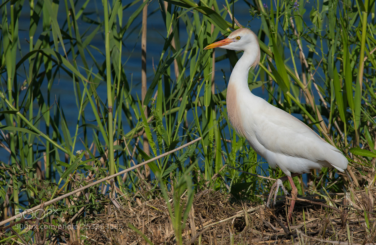 Sony a7R II sample photo. Cattle egret photography
