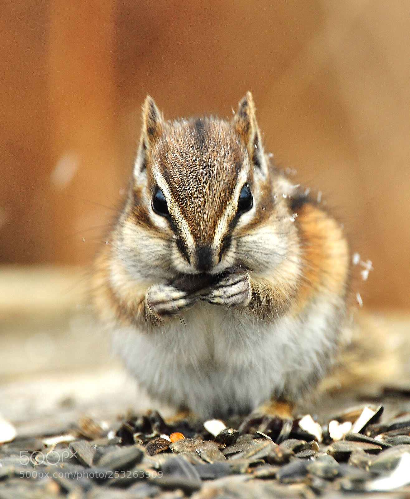 Nikon D90 sample photo. Spring  photography