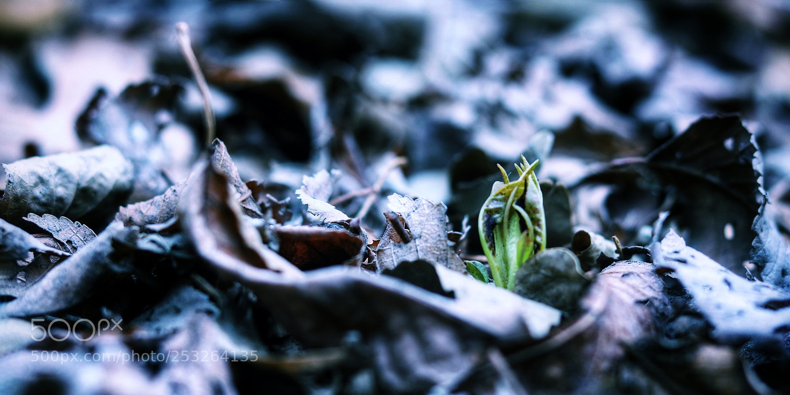 Canon EOS 760D (EOS Rebel T6s / EOS 8000D) sample photo. Spring photography
