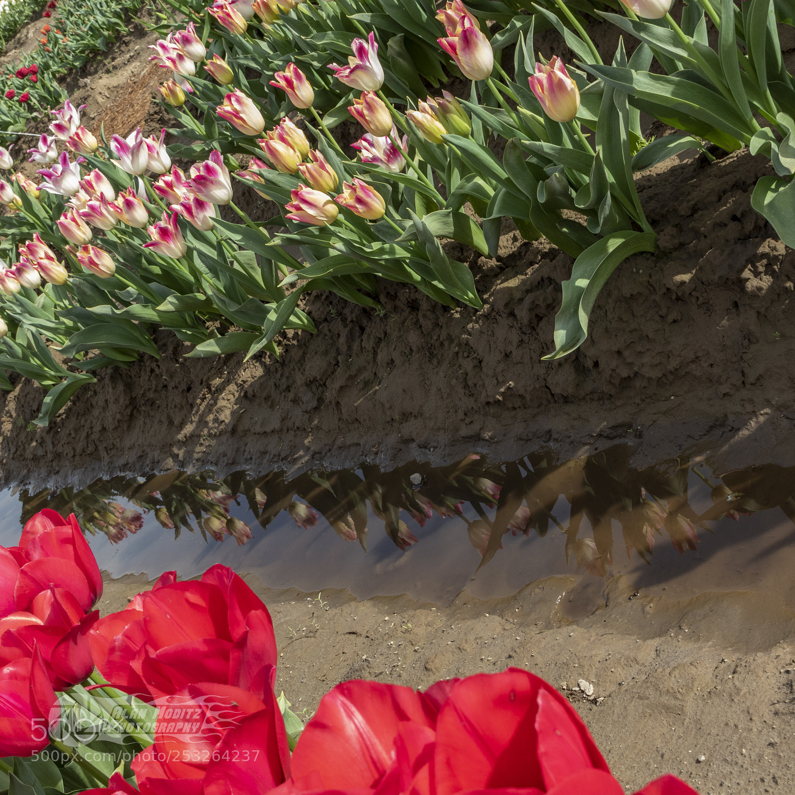 Canon EOS 7D Mark II sample photo. Tulip reflection photography