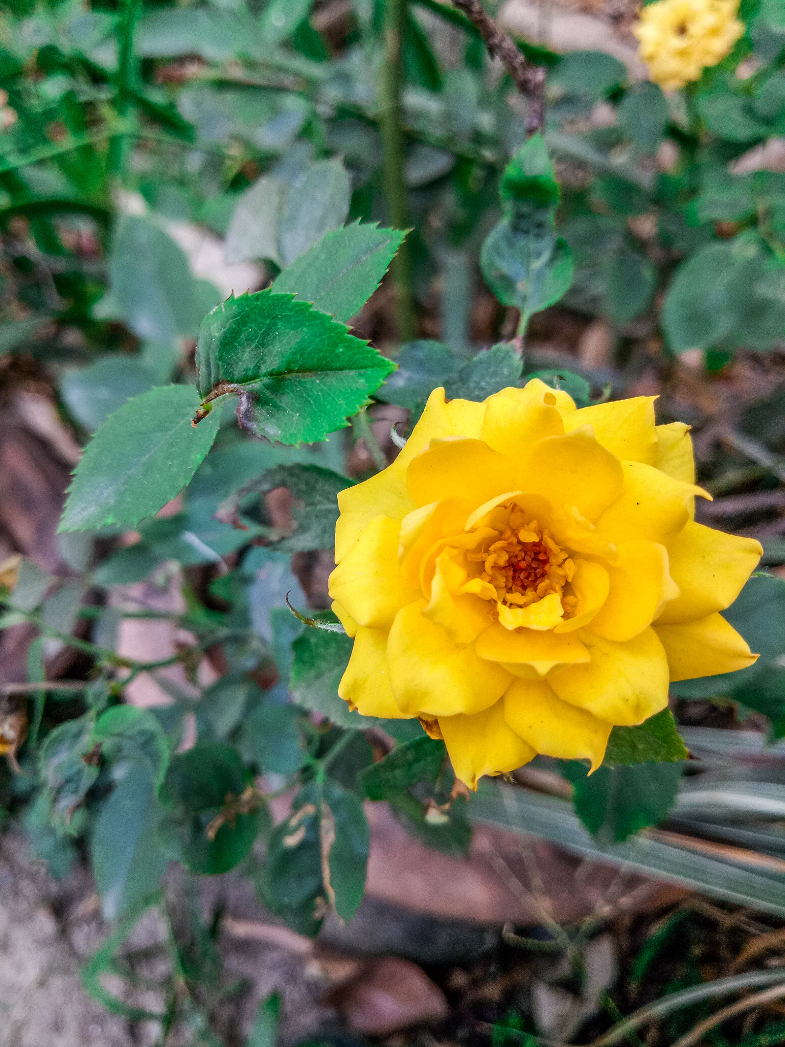 OPPO A1601 sample photo. Yellow rose photography