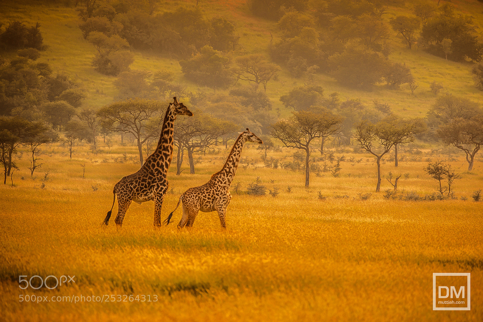 Canon EOS 5D Mark II sample photo. Serengeti photography