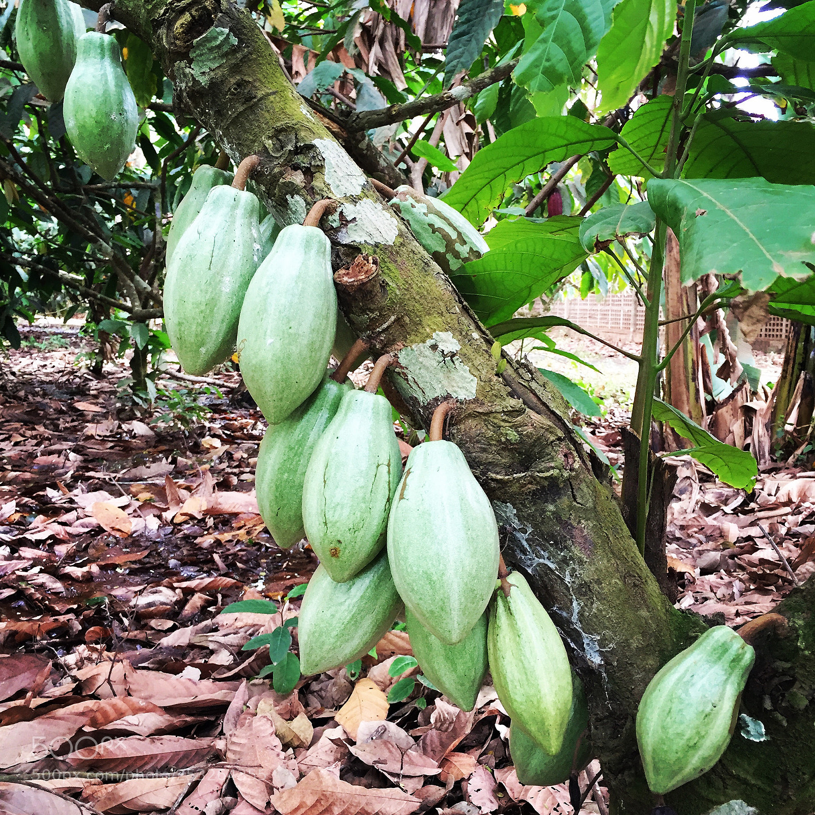 Apple iPhone 6 sample photo. Cacaueiro - cocoa tree photography