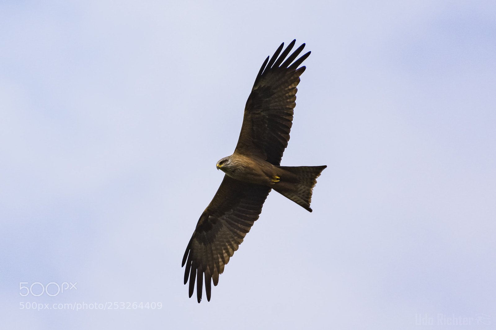 Nikon D7200 sample photo. 'black kite milvus migrans photography