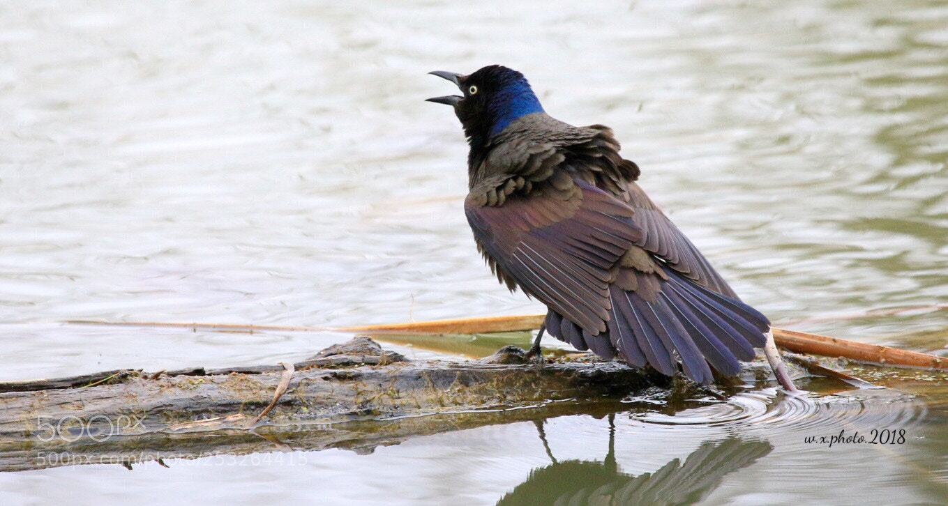 Canon EOS 7D Mark II sample photo. Rainbow crow photography