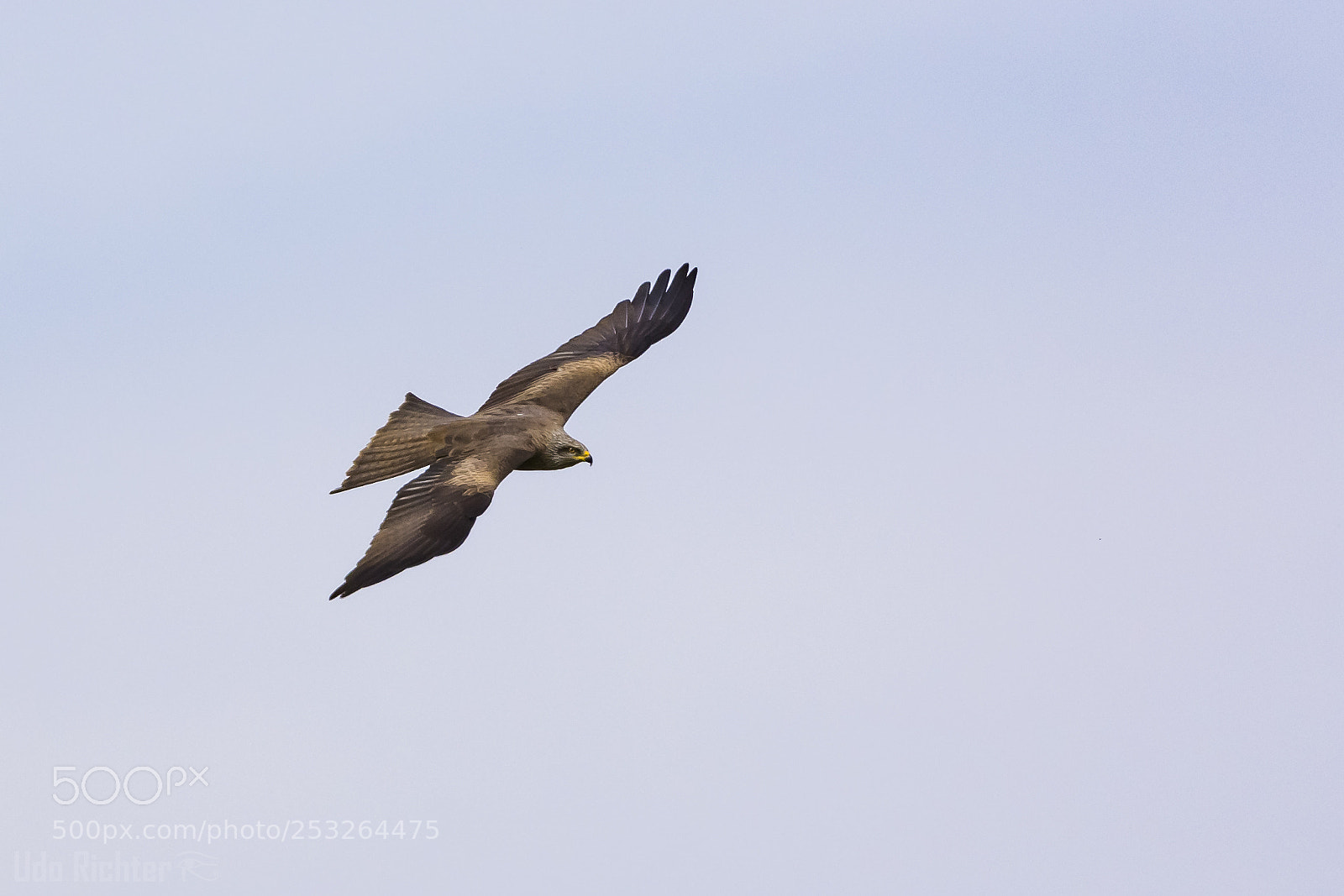 Nikon D7200 sample photo. 'black kite milvus migrans photography