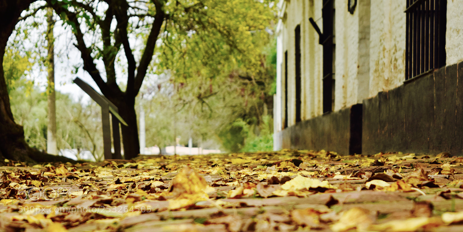 Nikon D5300 sample photo. Fall photography