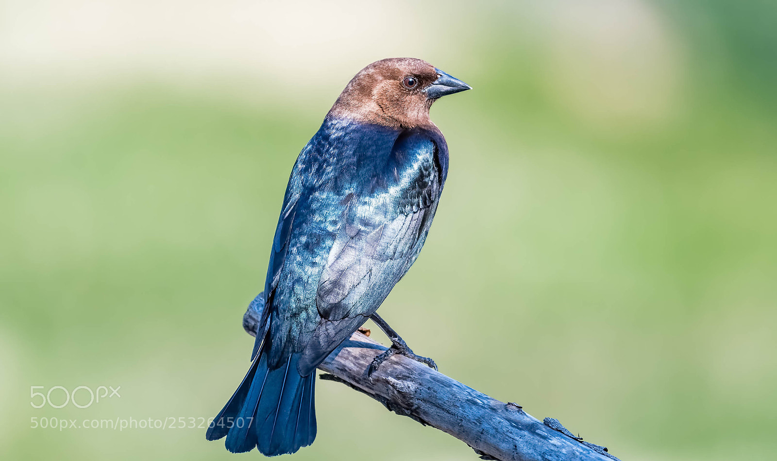 Nikon D500 sample photo. Portrait of cowbird, male photography