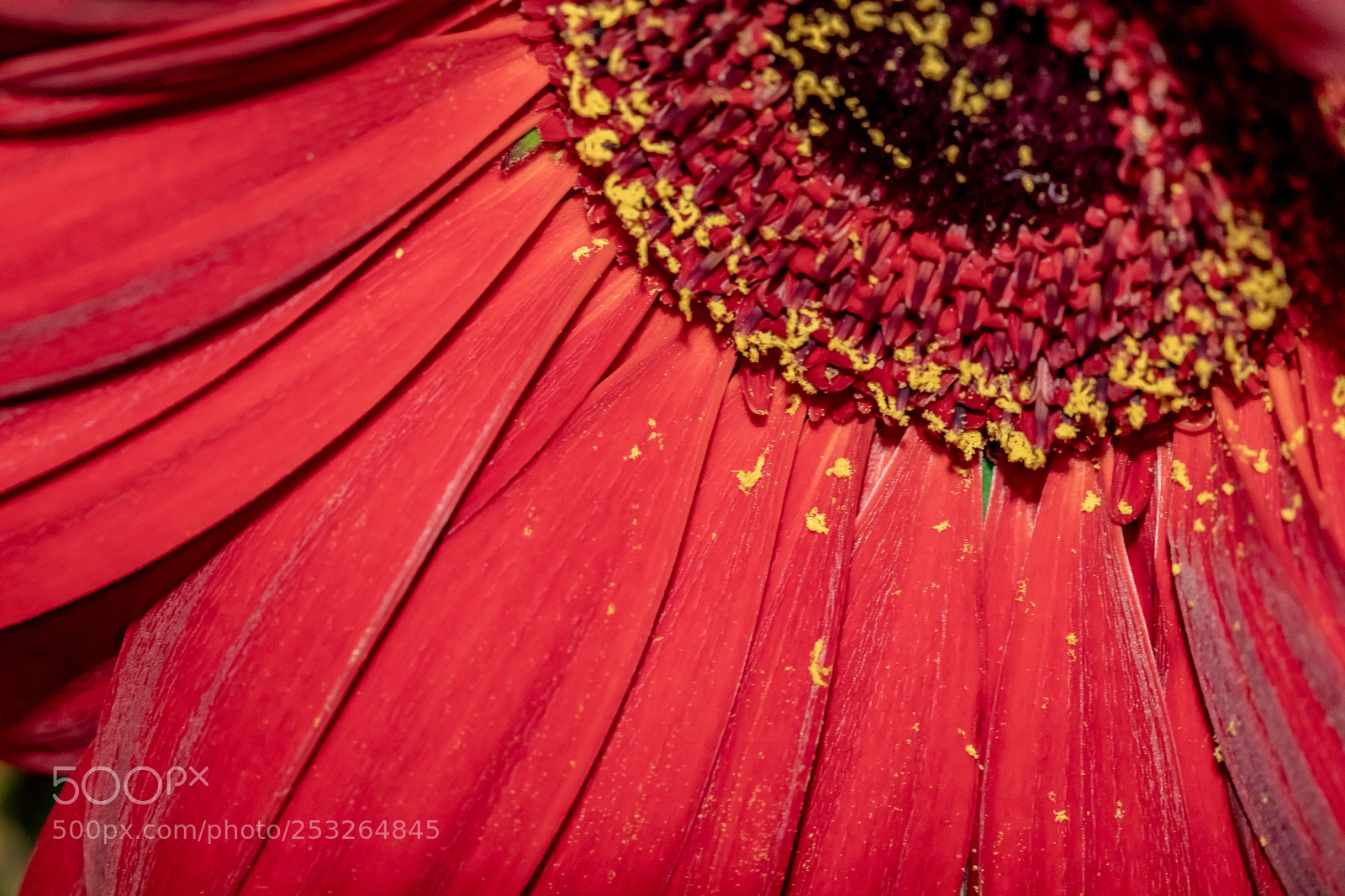 Canon EOS 5D Mark IV sample photo. Encore photography