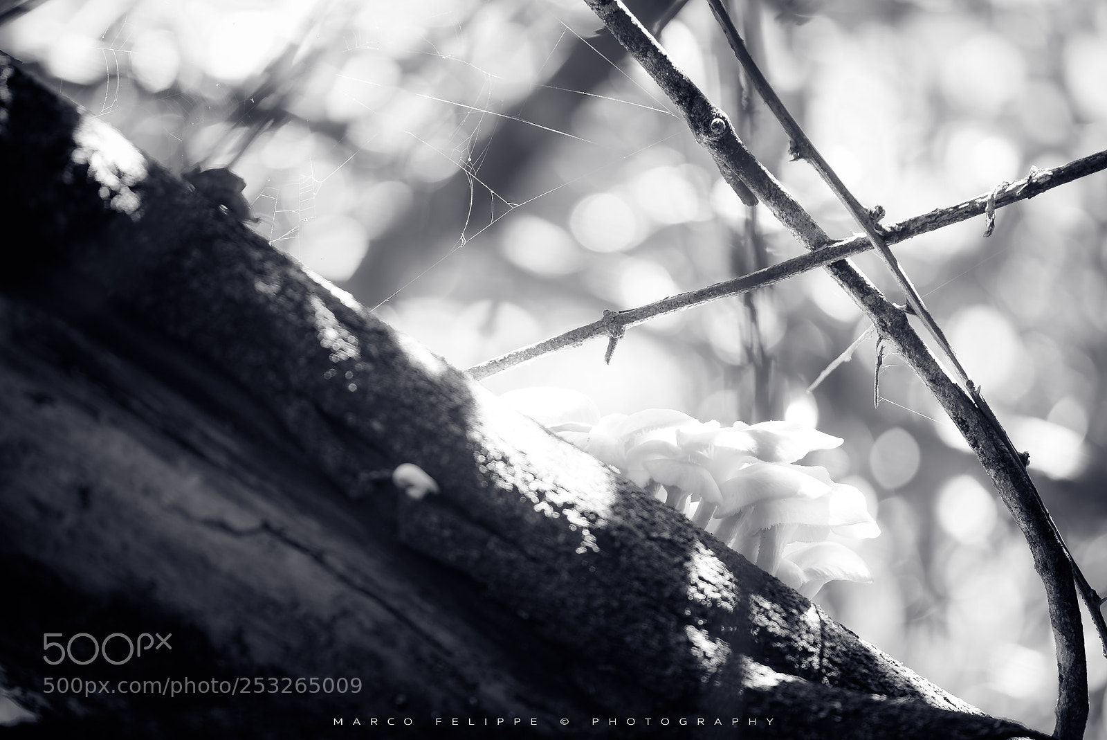 Sony a7S II sample photo. Noir #74 photography
