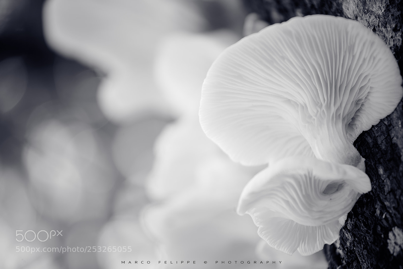 Sony a7S II sample photo. Noir #75 photography
