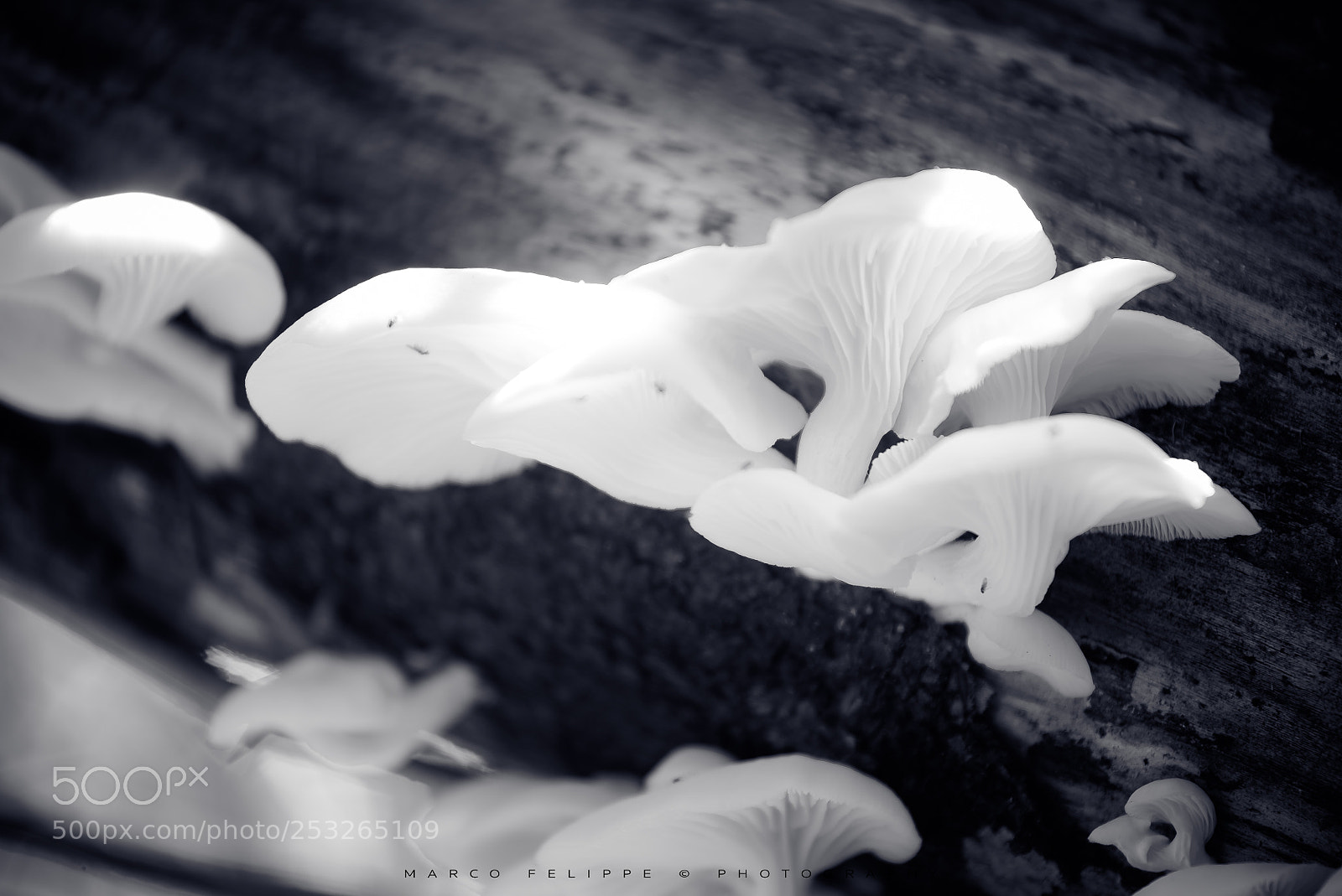 Sony a7S II sample photo. Noir #76 photography