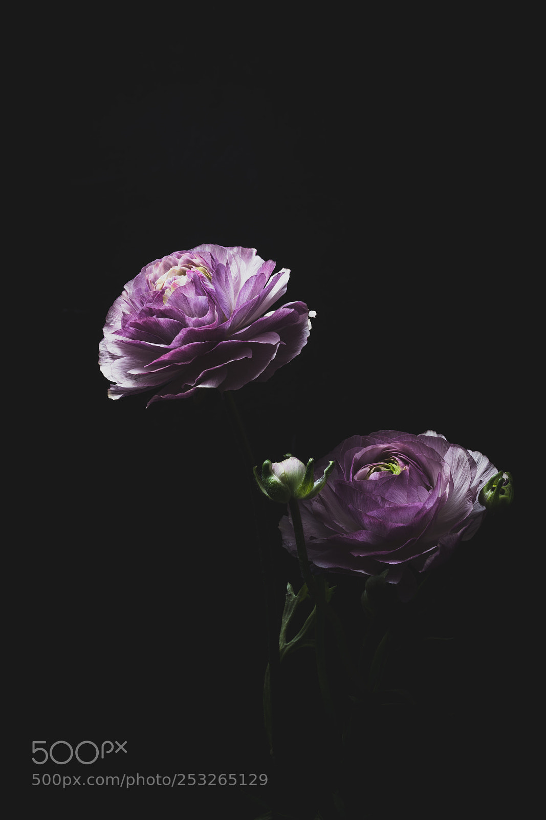 Sony a99 II sample photo. Ranunculus photography